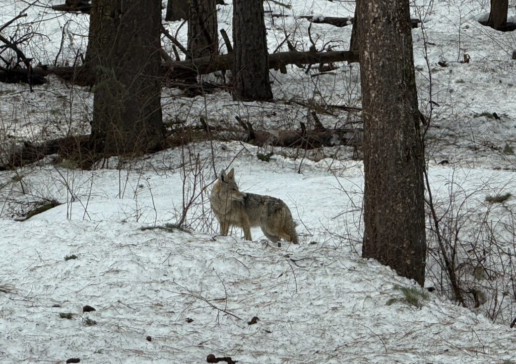 Coyote walking through freshly fallen snow in Methow Valley National Forest behind Pinehaven