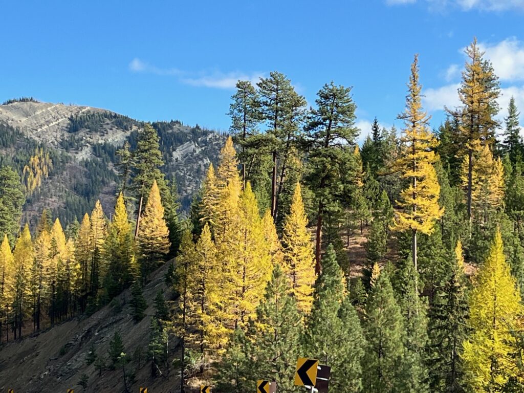 Autumn golden larches in the North Cascades National Park, Washington