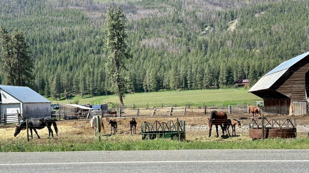 Newborn foal resting beside its mare on a green spring pasture in the Methow Valley, Washington.