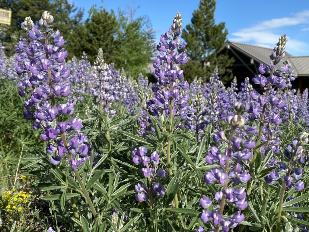 Purple lupine flowers blooming in spring near Pinehaven Lodge in Washington’s Methow Valley.