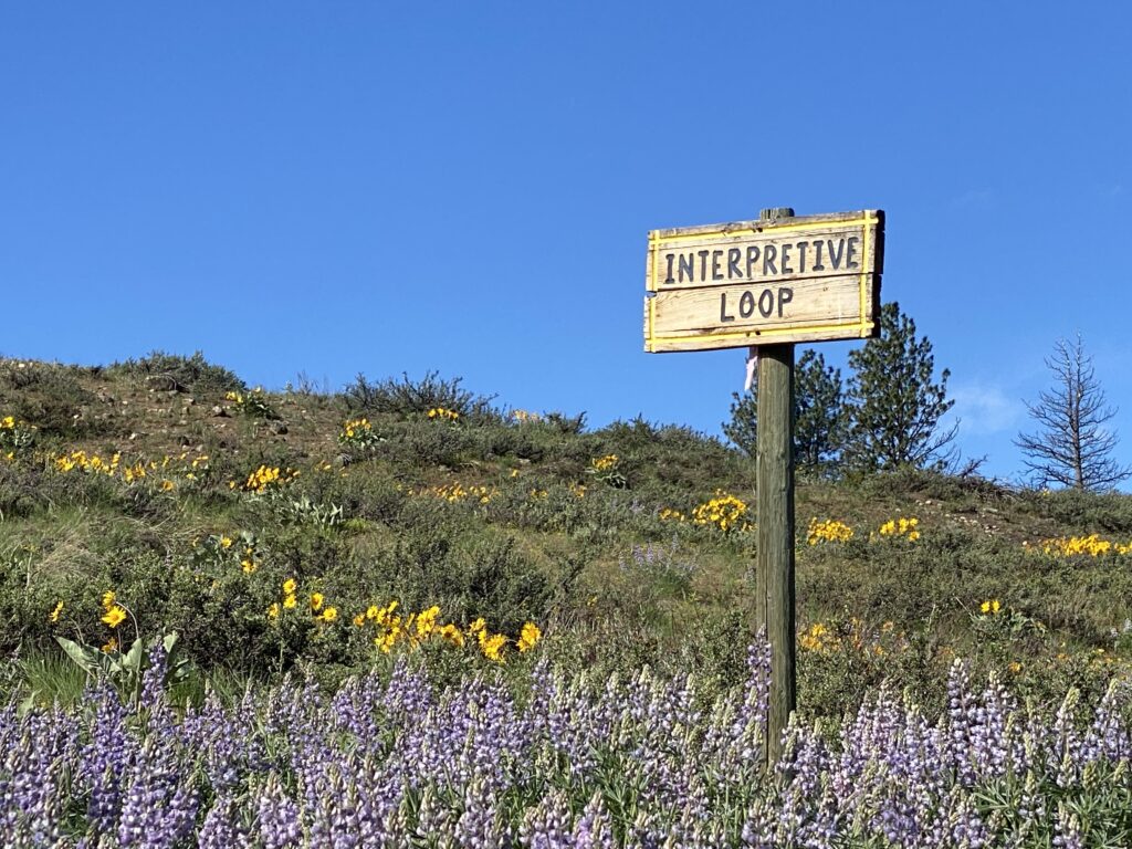 Scenic hiking trail surrounded by wildflowers in spring near Winthrop, Washington.