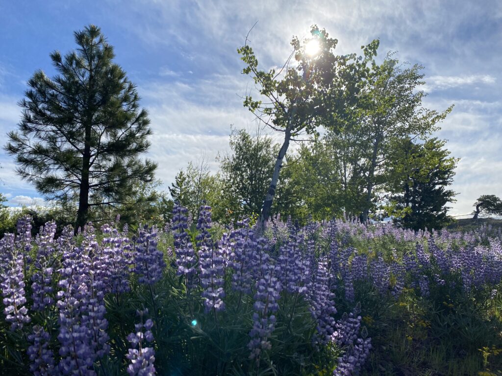 Close-up of wild lupine flowers blooming near Pinehaven Lodge in spring.