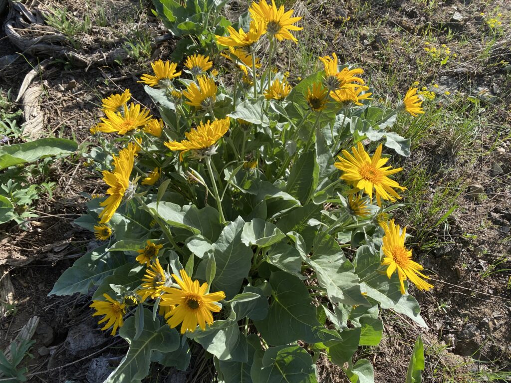 Bright yellow balsamroot flowers blooming in the Methow Valley near Pinehaven Lodge.